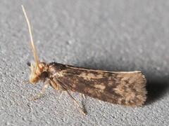 Amydria effrenatella