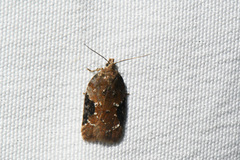 Acleris braunana