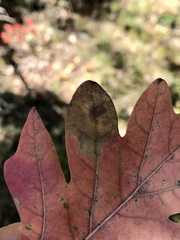 Tischeria quercitella