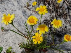 Steirodiscus tagetes