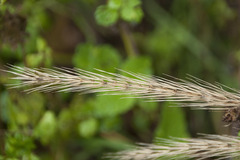 Hordelymus europaeus
