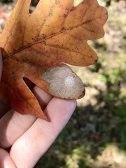 Tischeria quercitella