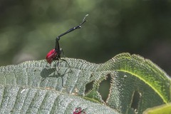 Trachelophorus giraffa