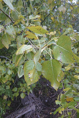 Populus trichocarpa