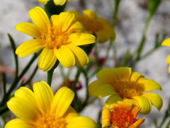 Steirodiscus tagetes