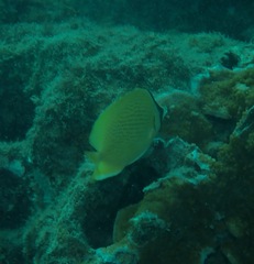 Chaetodon citrinellus