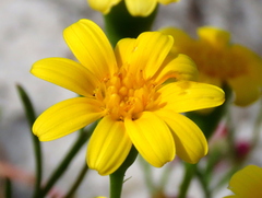Steirodiscus tagetes