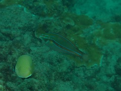 Stethojulis balteata