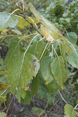 Populus trichocarpa