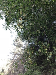 Acer glabrum neomexicanum
