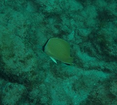 Chaetodon citrinellus