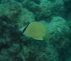 Chaetodon citrinellus