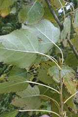 Populus trichocarpa