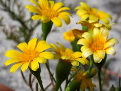 Steirodiscus tagetes