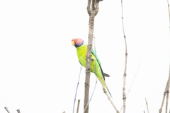 Psittacula cyanocephala