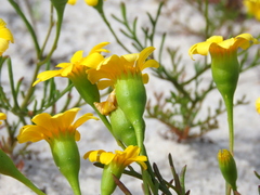 Steirodiscus tagetes