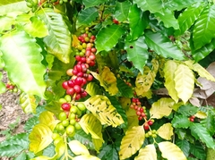 Coffea
