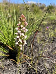 Disa obtusa hottentotica