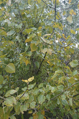 Populus trichocarpa