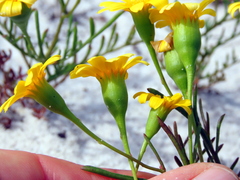 Steirodiscus tagetes