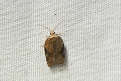 Acleris braunana