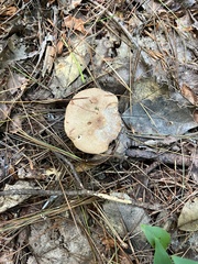 Lactarius chrysorrheus