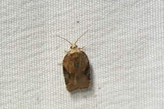 Acleris braunana