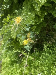 Aquilegia chrysantha