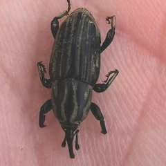 Sphenophorus