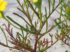 Steirodiscus tagetes