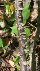 Trametes conchifer