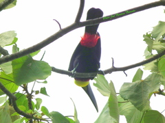 Ramphocelus dimidiatus