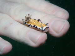 Hypselodoris imperialis