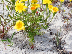Steirodiscus tagetes