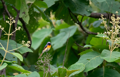 Pericrocotus cinnamomeus