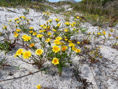 Steirodiscus tagetes