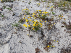 Steirodiscus tagetes