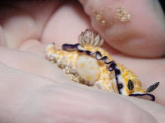 Hypselodoris imperialis
