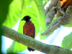 Ramphocelus dimidiatus