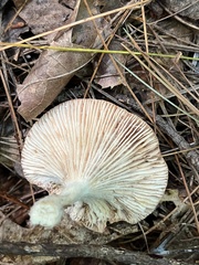 Lactarius chrysorrheus