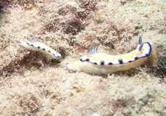 Hypselodoris imperialis