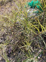 Asclepias brachystephana