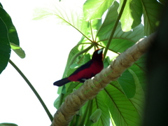Ramphocelus dimidiatus