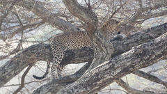 Panthera pardus pardus