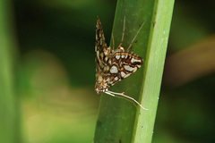 Elophila nymphaeata