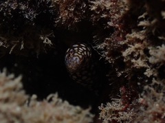 Gymnothorax meleagris