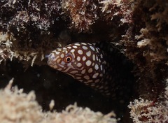 Gymnothorax meleagris