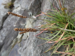 Plantago maritima