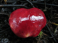 Boletus purpureorubellus