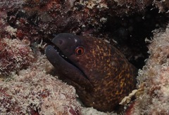 Gymnothorax flavimarginatus